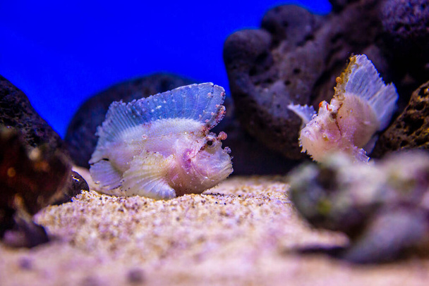 Deux Scorpénidés à feuilles dans un aquarium, se mêlent aux récifs coralliens et au sable - Photo, image