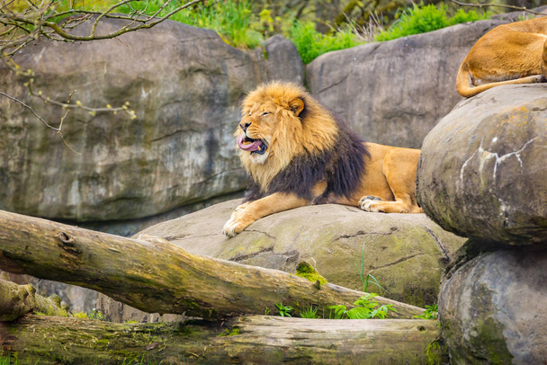 Um leão masculino jaz sobre a rocha, bocejando, com dentes e língua mostrando - Foto, Imagem