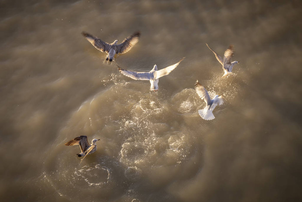 oiseaux d'en haut se nourrissant dans la mer
 - Photo, image