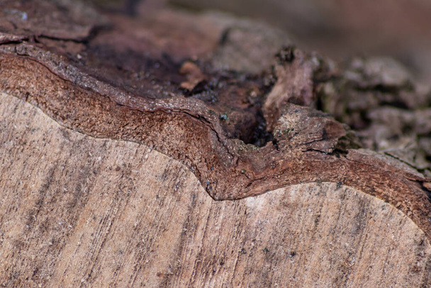 Natuurlijke ruwe figuur van gezaagd hout toont een prachtige natuurlijke houten achtergrond, schors en cambium, hernieuwbare bronnen en houtindustrie voor meubels met veel kopieerruimte - Foto, afbeelding