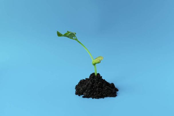 Young green sprout in the ground on a blue background. Seedling of seeds. The growth of new life. spring. - Foto, imagen