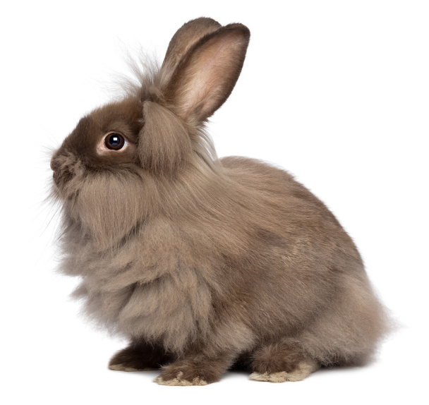 Сидячий шоколадний кролик з головою
 - Фото, зображення