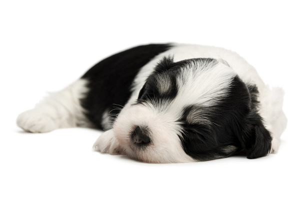 carino dormire havanese cucciolo
 - Foto, immagini