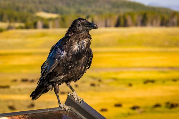 Black raven standing on a sign, in Yellowstone National Park. - Photo, Image