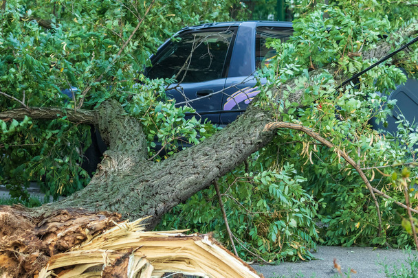 Een zeer grote gebroken boom viel op een auto tijdens een orkaan. Vernietiging na een storm. Ongeluk. Een close-up. Zomer. - Foto, afbeelding