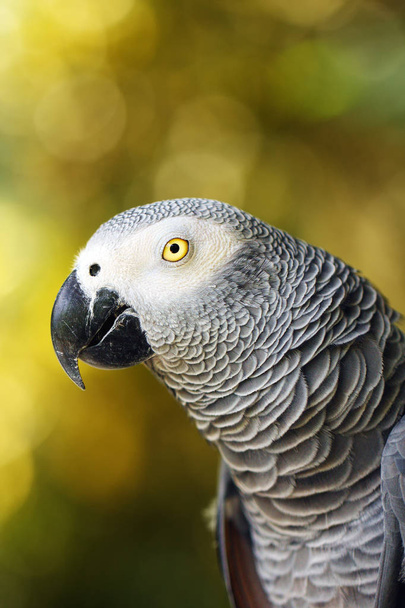 Szara papuga (Psittacus erithacus), znana również jako szara papuga kongijska lub szara papuga afrykańska, portret z zielonym tłem. - Zdjęcie, obraz
