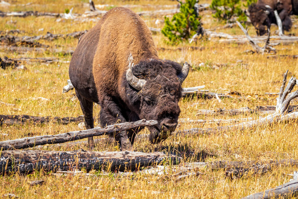 Wild Bison at Yellowstone National Park - Fotoğraf, Görsel