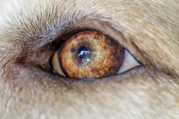 Labrador Retriever Jovem Masculino Olho Closeup
 - Foto, Imagem