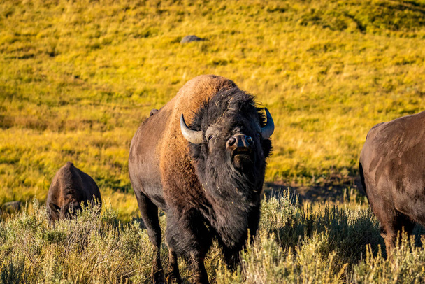 Wild Bison at Yellowstone National Park - Foto, afbeelding