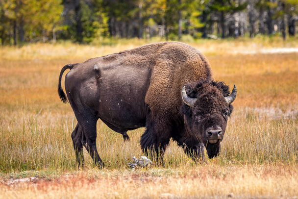 Wild Bison no Parque Nacional de Yellowstone
 - Foto, Imagem