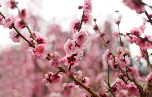 Blooming pink cherry.  Sakura blossom in spring sunny day. - Photo, Image