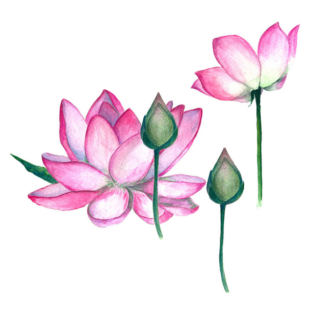 Watercolor pink flowers lotus flowers with buds on a white background, hand drawing, greeting card with place for text. - Фото, зображення
