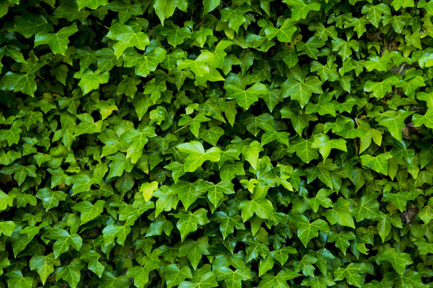 Green background of vertical plants of ferns and vines for decoration in the outside garden of a house - Foto, afbeelding