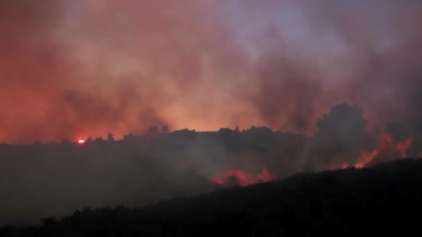 Wildfire in the forest. Trees, bushes, shrubs and grass on fire during the day and night. A lot of smoke in the forest fire. - Footage, Video