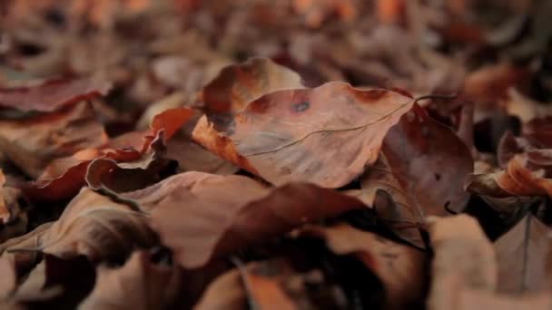 Narancs és barna őszi levelek mozog közelkép lövés. Őszi szezon a vadonban. Enyhe meleg napfény. Erdei élet elhalványul. - Felvétel, videó