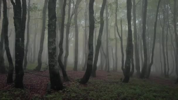 Gyönyörű ködös erdő, fatörzsek. Kora reggel sötét és felhős. Szétszórt köd a természetben. - Felvétel, videó