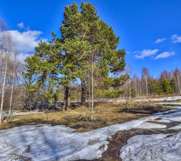 森の中の春の解凍。冬の雪が溶け、乾燥した草の解凍したパッチ、明るい青空の背景に白樺の木の白い幹の間で緑の松。早春の風景 - 写真・画像