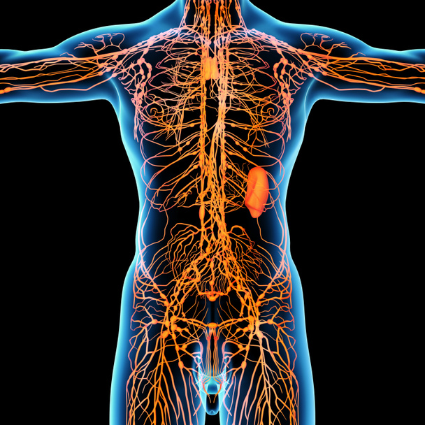 Lymphatic system - front view - Photo, Image