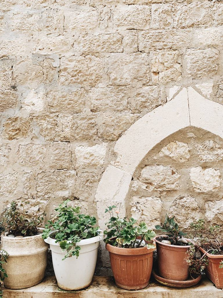 Green plants in vintage pots against stone wall. Floral composition. - Φωτογραφία, εικόνα