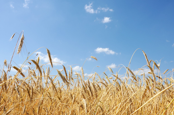 Field of wheat - Foto, Bild