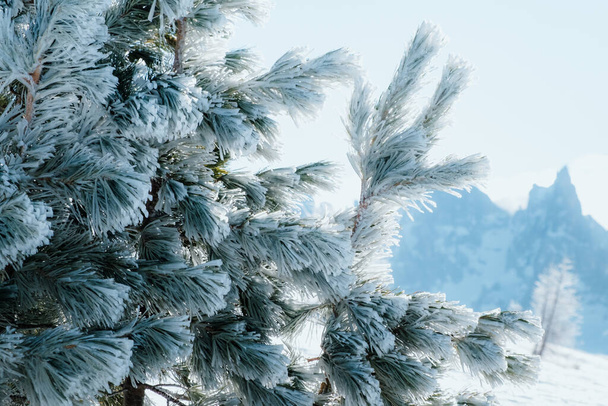 Sonnige Winterlandschaft mit gefrorenen Fichten im Skigebiet Dolomiten, Italien - Alpe Lusia. Skigebiet in val di Fassa in der Nähe von Moena. Winterberge am Morgen. - Foto, Bild