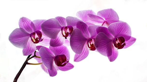 Beautiful pink orchid, closeup shot, white background. Violet branch phalaenopsis on a white background - Foto, afbeelding