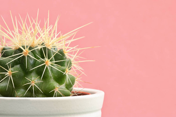 Single cactus plants on pink paper background - Photo, Image