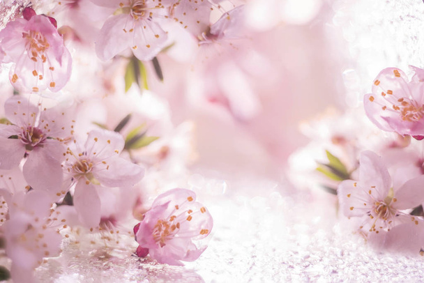 Floral natural background of pink delicate flowers of blooming cherry and apricot. Spring natural seasonal background. - Photo, Image