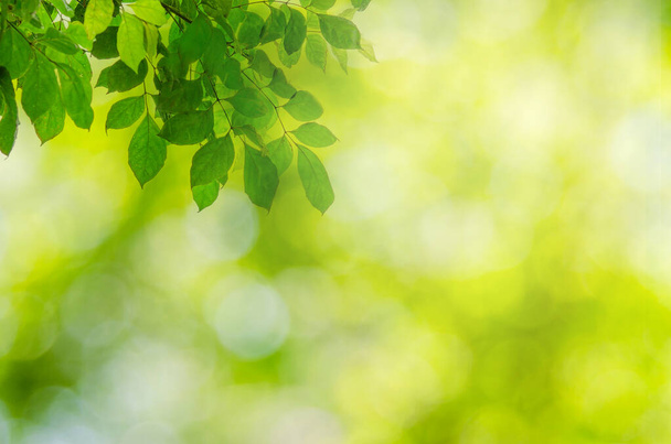 Abstract blur nature green leaves bokeh background - Photo, Image