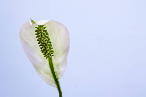 White spathiphyllum flower on a blue background, copy space - Fotoğraf, Görsel