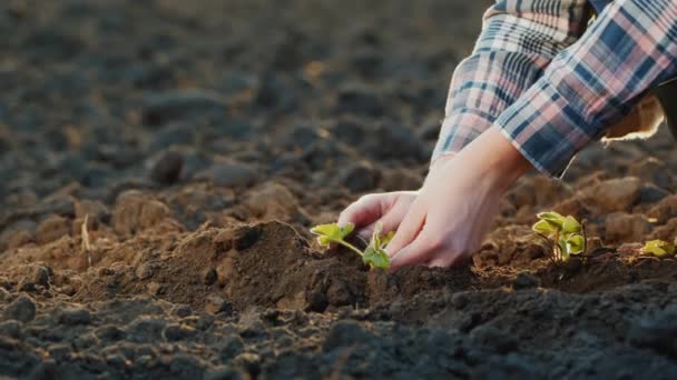 Le mani di agricoltori accuratamente piantano piantine di fragole
 - Filmati, video