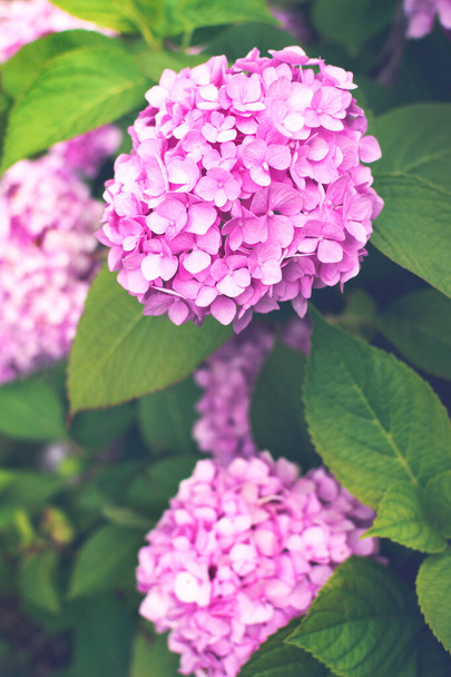 Φρέσκα ροζ ορτενσία ή ορτανσία λουλούδια που αναπτύσσονται στον κήπο. Φυσικό φόντο λουλουδιών. - Φωτογραφία, εικόνα