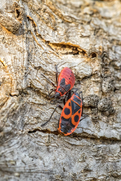 Avrupa Ateş Böceği 'nin (Pyrrhocoris apterus) ilkbaharda ahşap bir kabukta kapanışı, üreme mevsiminde bir eş aramak, dikey görünüm - Fotoğraf, Görsel