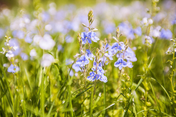 Flores de primavera en los campos, hermoso día en la naturaleza
  - Foto, Imagen