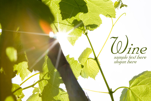 πράσινα φύλλα του κρασιού - Φωτογραφία, εικόνα