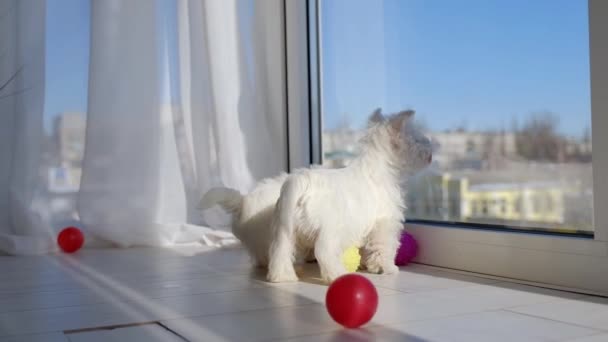 many puppies West Highland White Terrier in the house play - Materiaali, video