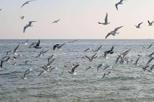 Gaivotas e pombos na praia em um dia ensolarado de primavera
 - Foto, Imagem