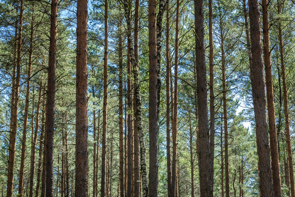 Pine tree woods near Swierczyna village in West Pomeranian Voivodeship of Poland - Photo, image