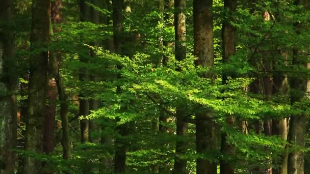 Corone di alberi con foglie nella giornata di sole - Filmati, video