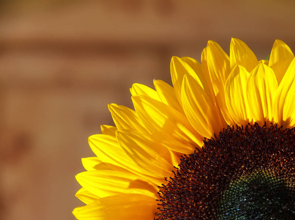 Close up image of a beautiful sunflower with a rustic background - Photo, Image