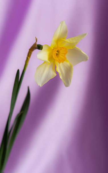 Beautiful grunge Background with Yellow narcissus flowers on lilac texture. Colorful Greeting Card for Mothers Day, Birthday, March 8. Top view, Flat lay. Horizontal Image With Copy Space. - Photo, Image