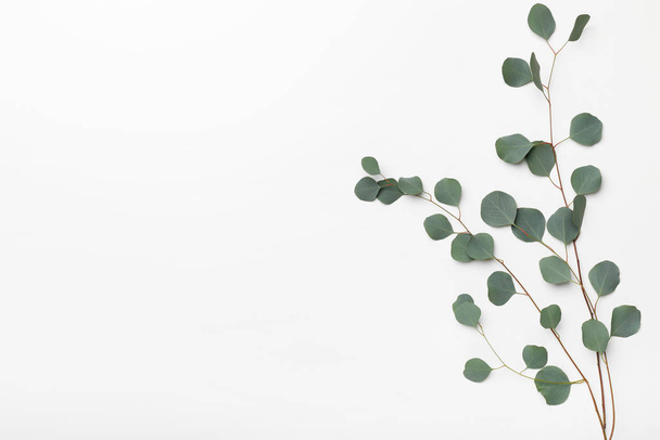 Rama verde de árbol aislado en blanco
 - Foto, imagen
