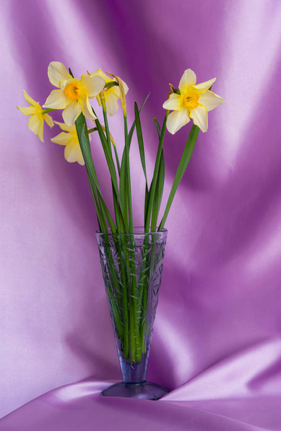ライラックの質感に黄色のナルシスの花で美しいグランジの背景。母の日、誕生日、 3月8日のカラフルなグリーティングカード。トップビュー、フラットレイアウト。コピースペース付き水平画像. - 写真・画像