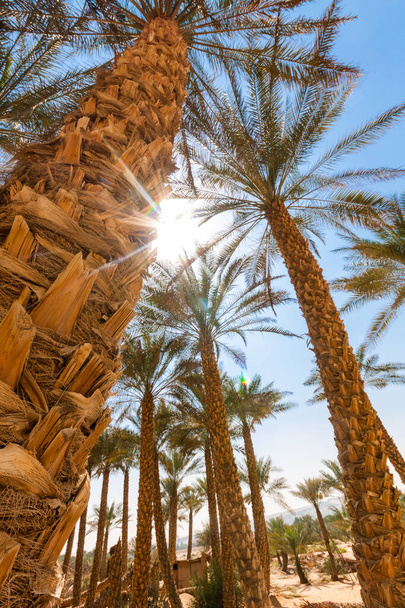 Palmu aavikolla Liwa dyynit, Liwa hotelli, Arabiemiirikunnat
 - Valokuva, kuva