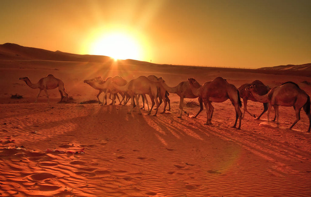 Grupa wielbłądów widok na pustynię Liwa w zachodniej części Abu Dhabi - Zdjęcie, obraz
