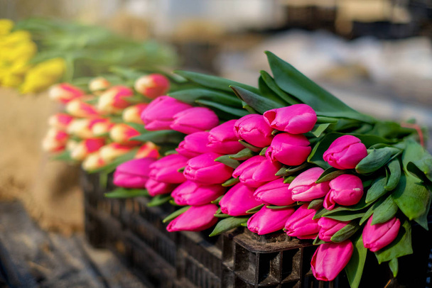 Beaucoup de bouquets de tulipes dans les étals de marché. Fleurs fraîches coupées à vendre - Photo, image