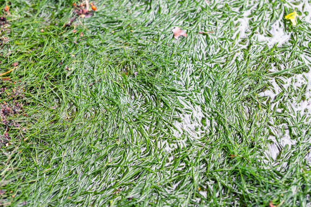 Close-up detail groen gras gazon bedekt met water als gevolg van sneeuw smelten dooi en knipperen hoog water in het voorjaar. Natuurramp overspoeld landbouwgebied. Zondvloed van huis achtertuin platteland. - Foto, afbeelding
