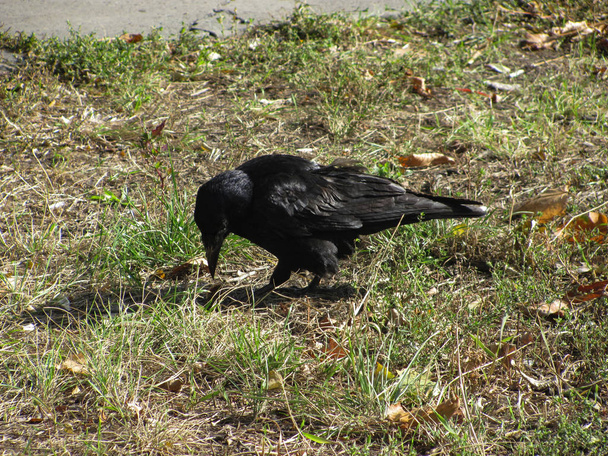 black crow on green and brown grass, shallow dof - Фото, изображение