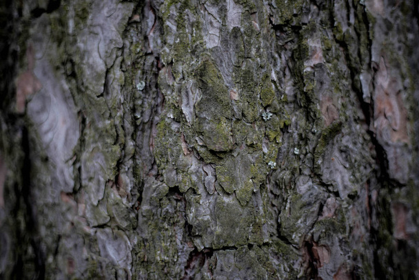 Wooden Background.Seamless texture of wood bark. Background texture of tree bark. photo of a live tree. background texture splash screen - Foto, immagini