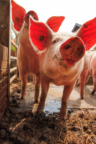 Hollanda landrası, evcil domuzlar (Sus scrofa domesticus) - Fotoğraf, Görsel